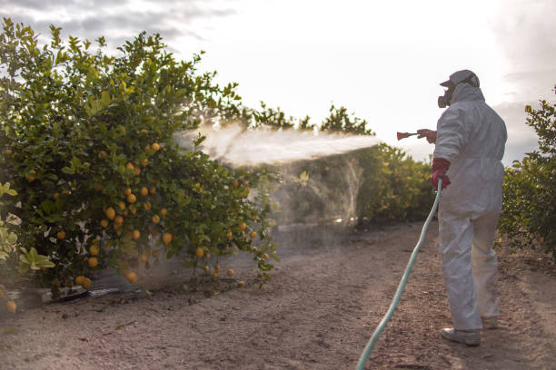 Best Termite Control Services  in St Helen, MI